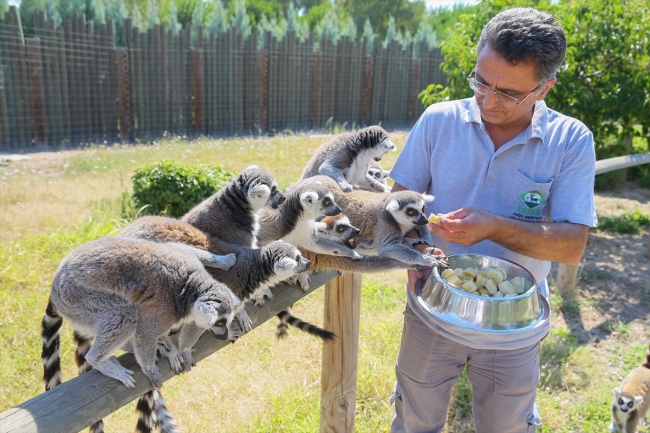 İzmir Doğal Yaşam Parkı’ndaki hayvanlara ‘yaz’ menüsü